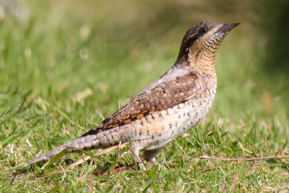 Wryneck